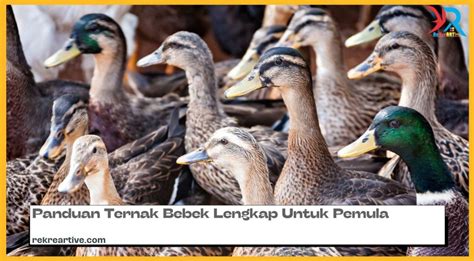 Panduan Ternak Bebek Lengkap Untuk Pemula Rekreartive