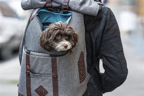 C Mo Elegir La Mejor Mochila Para Llevar A Tu Perro En Moto Factorydrip