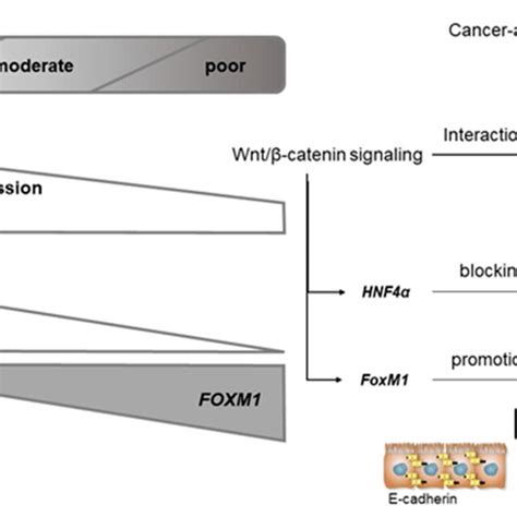 Wnt β catenin canonical pathway interacting with EMT and the TGF β IL 6