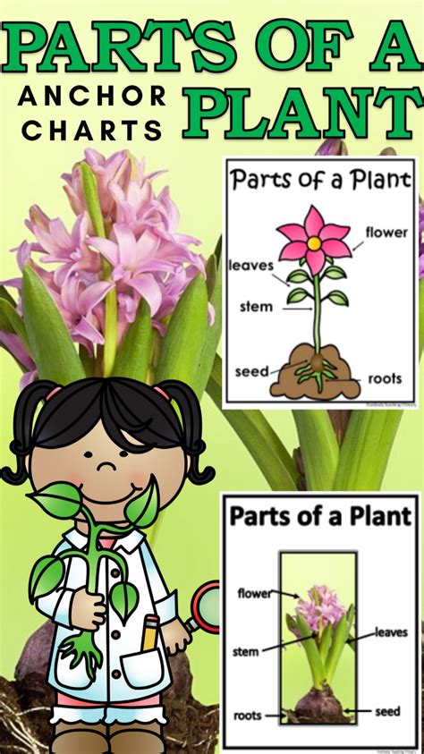 Parts Of A Plant Anchor Charts 12 Anchor Charts With Clipart And Realistic Photos Plants