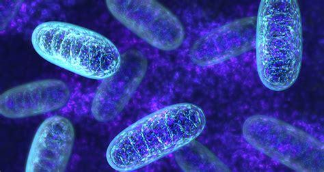 Mitochondria An Overview Of Structure And Function