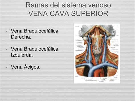 Sistema Arterial Y Venoso Ppt