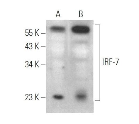 IRF 7抗体 F 1 SCBT Santa Cruz Biotechnology