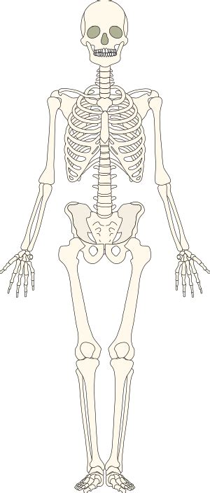 Skelett Klexikon Das Freie Kinderlexikon