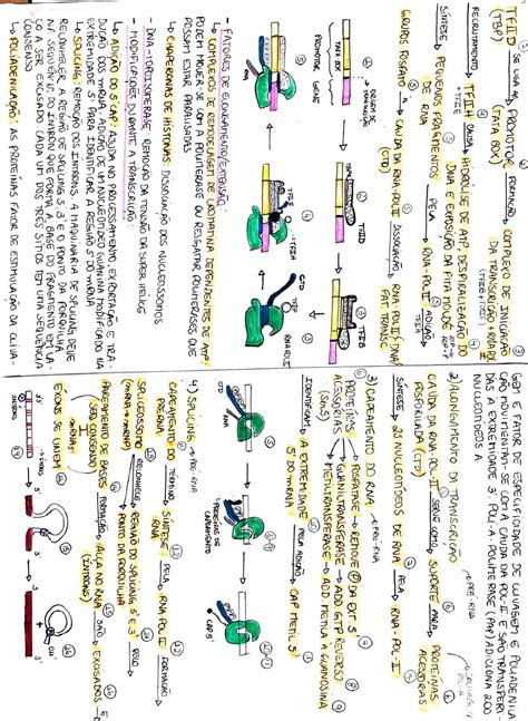 Do DNA à Proteína Biologia Molecular