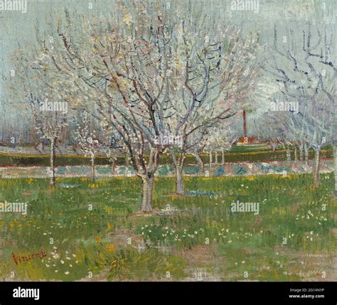 Vincent Van Gogh White Orchard Hi Res Stock Photography And Images