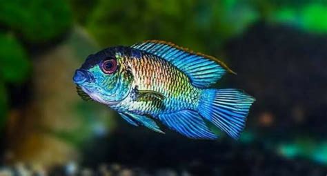 Electric Blue Acara Care Guide Types Diet Tanks Tank Mates Breeding