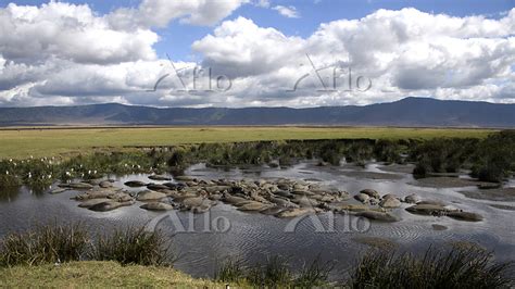 タンザニア ンゴロンゴロ保全地域 169033671 の写真素材 アフロ