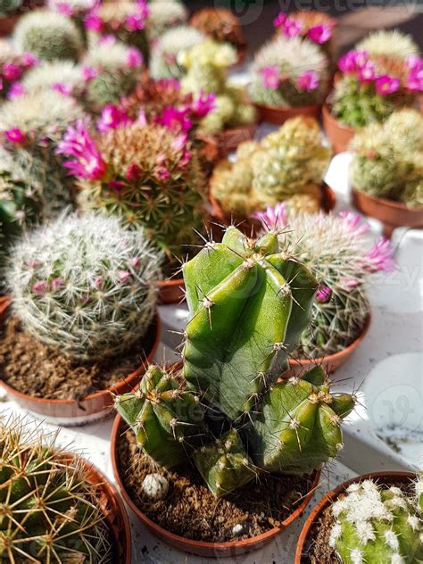 Miniature home flowers succulents and cactus in the greenhouse Nature ...