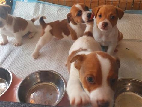 Stunning Jack Russell Puppies For Sale Ukpets