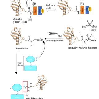 Structural Features Of Ubiquitin And Modes Of Ubiquitination A