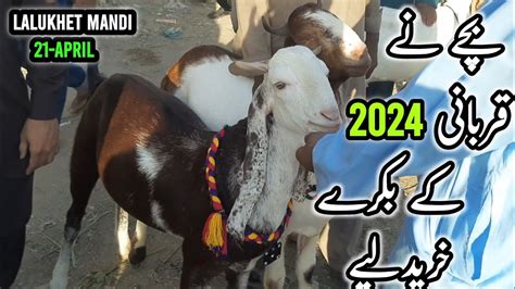 Lalukhet Bakra Mandi Rates On 21 Apr Bakra Eid 2024 Karachi Goats