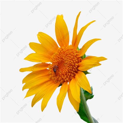 Yellow Sunflower With Bee Free Transparent PNG Image