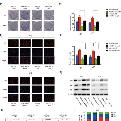 Mir P Expression Correlates Positively With Malignant Degrees Of