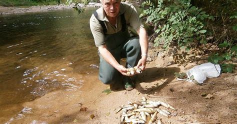 Haute Loire Des Milliers De Truites Mortes Dans La Rivi Re La Duni Re