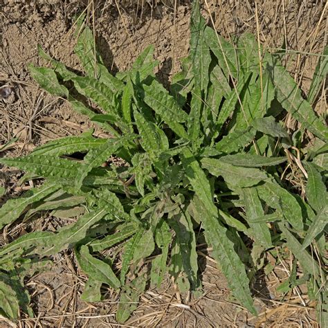 Bristly Oxtongue Helminthotheca Echioides