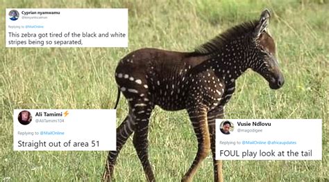 Rare Zebra Foal with Polka Dots Receives Funny Reactions, Memes and ...