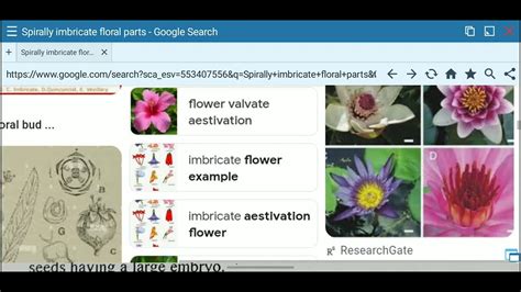 Bsc Part Botany Taxonomy Hutchinson System Of Classification Bsc