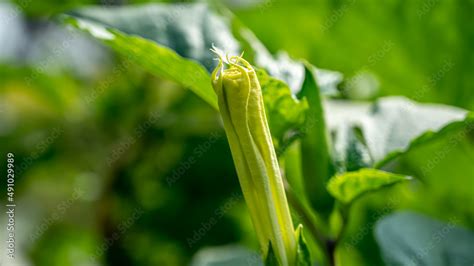 Datura Wrightii Commonly Known As Sacred Datura Is A Poisonous