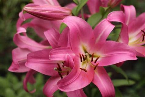 30 lily varieties 🌺 🌼 Exploring the diverse world of lilies