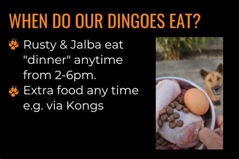 Dingo diet: what our dingoes eat | Intrepid World