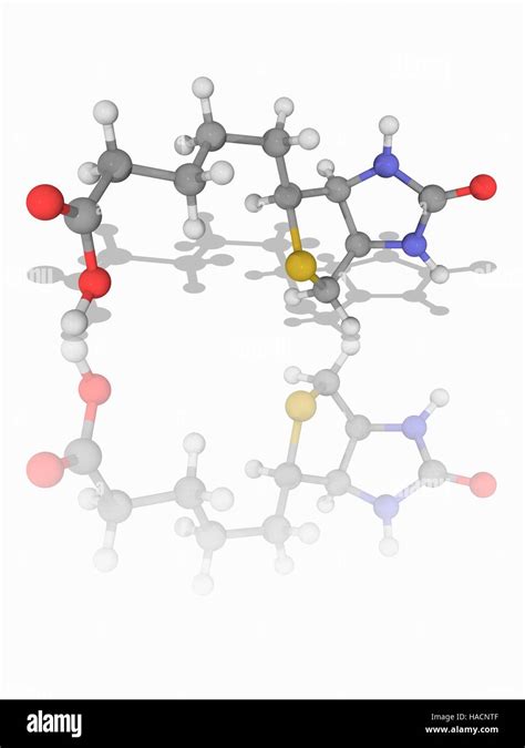 Estructura De Biotina Fotograf As E Im Genes De Alta Resoluci N Alamy