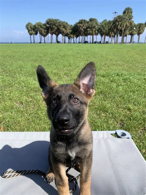 Potty Training Your New Puppy - TLC Dog Training