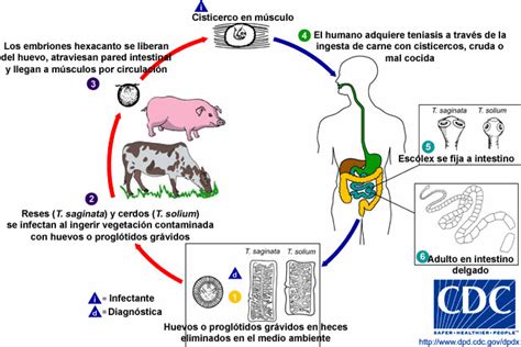 Cestodos Blog De Parasitologia