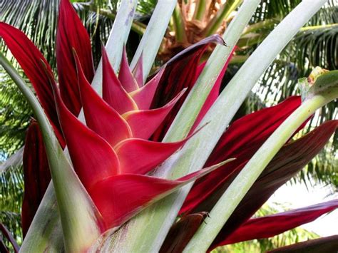 Platanillo Heliconia