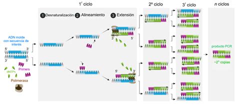 Aplicaciones De La Pcr 58 Off