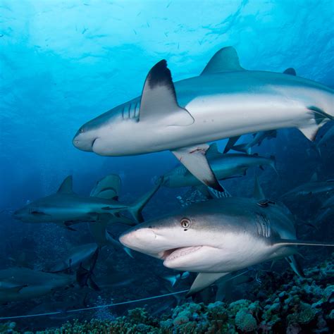 Shark Conservation - Vitamin Sea Diving