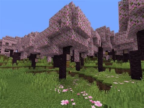 Minecraft Cherry Blossom Biome: All You Need To Know