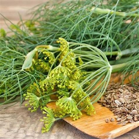 13 Of The Best Dill Varieties Gardener’s Path