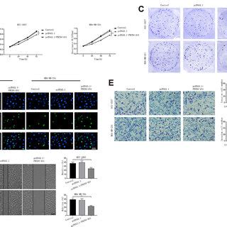 Pdcd As Inhibits The Proliferation Migration And Invasion Of Tnbc