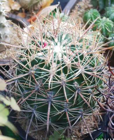 フェロカクタス 紅洋丸 Ferocactus fordii 多肉植物データベース