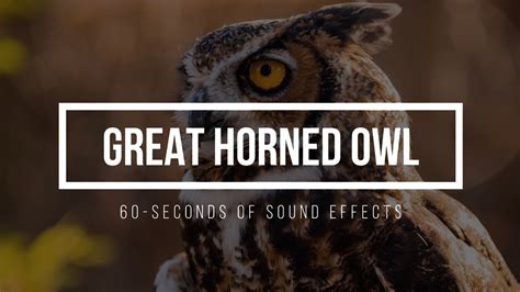 Owl Sound Effect 🦉 Over 1 Minute Of Great Horned Owl Sounds Youtube