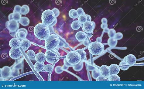 Menschliche Pathogene Hefen Der Candidapilze Stock Abbildung