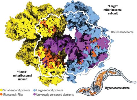 Evolutionary Shift Toward Protein Based Architecture In Trypanosomal