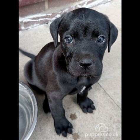 Labrador Retriever Sale Billingham Durham Beautiful Labrador