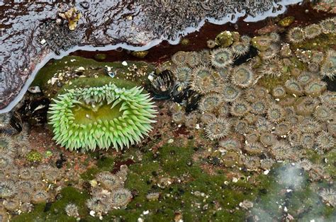 Giant Green Anemone Anthopleura Xanthogrammica With Aggregating