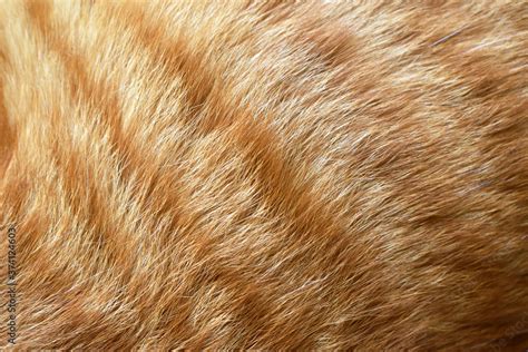 Ginger Cat Fur Texture Background Stock Photo Adobe Stock