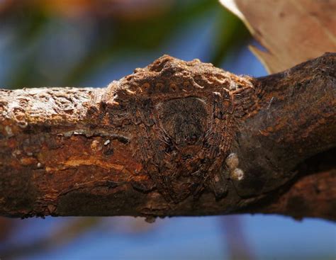 Wrap Around Spiders Found In Australia Are Masters Of Camouflage