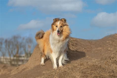 Sheltie Dog Pet - Free photo on Pixabay - Pixabay