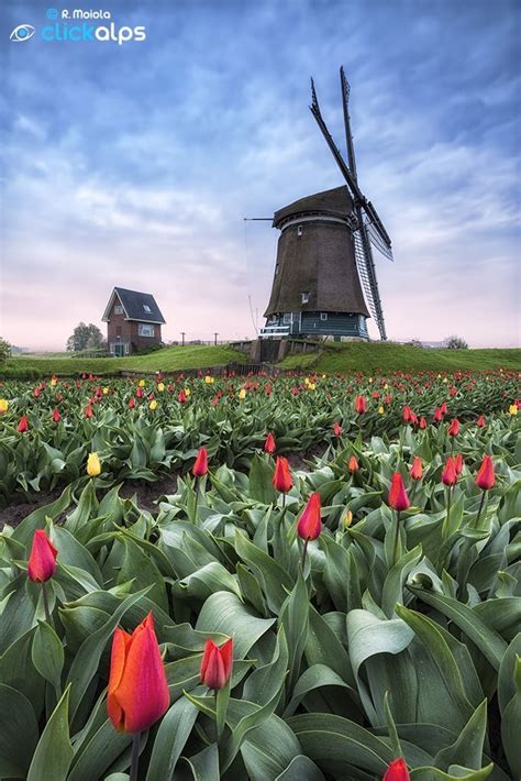 1000 Images About Tulipswindmills Holland On Pinterest Holland