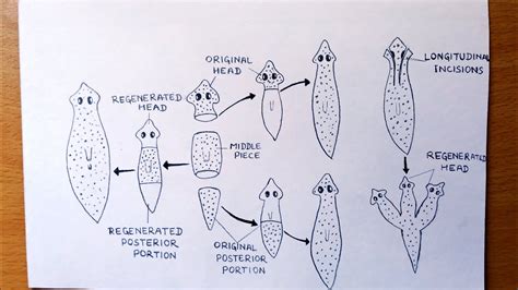 Explain The Process Of Regeneration In Planaria With Diagram