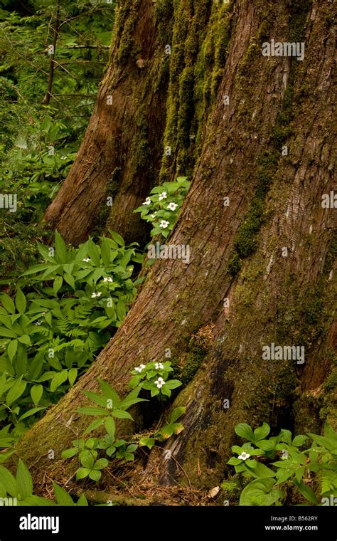 Bunchberry Cornus Unalaschkensis On Western Red Cedar Trunk Thuja