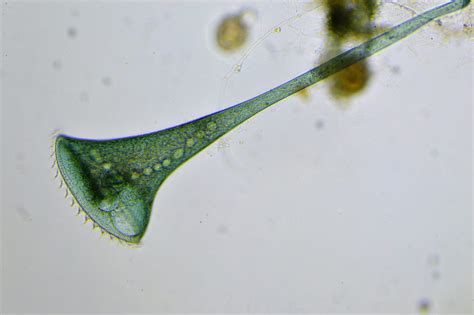 Pictures Of Stentor