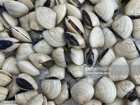 48 Venus Clam Shell Stock Photos High Res Pictures And Images Getty