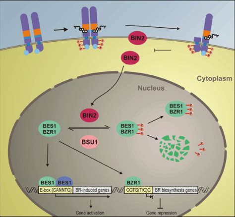 2 Brassinosteroid Signaling In The Plant Cell BRs Bind To The