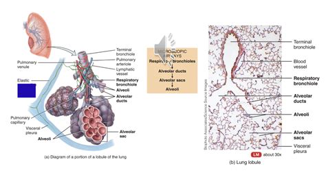 lung lobes Diagram | Quizlet